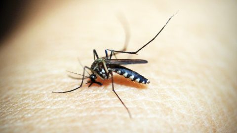 mosquitos morder pessoas tipos