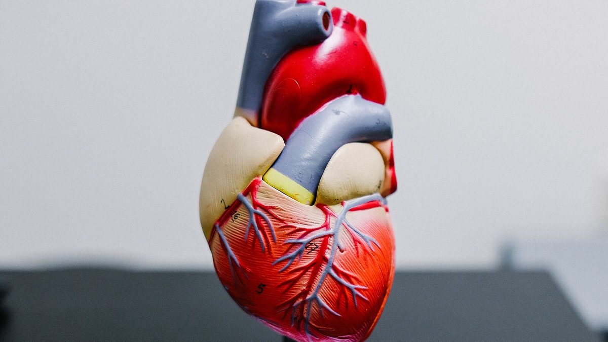 saúde coração corpo mente sintomas cardiologia especialista sinais alerta prevenção