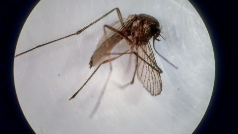 Mosquito dengue Zika febre amarela europa central risco sangue stock