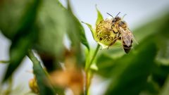 abelhas vespas ataque Évora alunos
