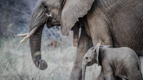 elefantes domesticados perigo